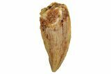Serrated, Raptor Tooth - Real Dinosaur Tooth #255862-1